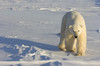 Polar Bear Walking Across Frozen Snowcovered Ground At Churchill, Manitoba, Canada. Poster Print by Tom Soucek / Design Pics - Item # VARDPI2170430