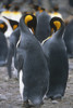 Pair Of King Penguins Among Colony Preening Feathers South Georgia Island Antarctic Poster Print by Tom Soucek / Design Pics - Item # VARDPI2114825 Pair Of King Penguins Among Colony Preening Feathers South Georgia Island Antarctic Poster Print by Tom Soucek / Design Pics - Item # VARDPI2114825