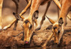 Impalas (Aepyceros melampus) drinking water at Mashatu Game Reserve; Botswana Poster Print by Its About Light / Design Pics - Item # VARDPI12542307