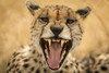 Close-up of female cheetah (Acinonyx jubatus) yawning at camera, Serengeti; Tanzania Poster Print by Nick Dale / Design Pics - Item # VARDPI12556202