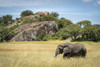 African elephant (Loxodonta africana) walks past kopje in grass, Serengeti; Tanzania Poster Print by Nick Dale / Design Pics - Item # VARDPI12556195