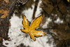 Yellow leaf floating on water in autumn; California, United States of America Poster Print by Dean Blotto Gray / Design Pics - Item # VARDPI12538264