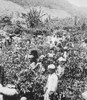 Magic lantern slide circa 1900.Victorian,India tea plantation,villagers picking tea Poster Print by John Short / Design Pics - Item # VARDPI12362209