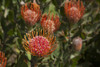 Pincushion (Scabiosa) Protea Flower; Kula, Maui, Hawaii, United States Of America Poster Print by Peter French / Design Pics - Item # VARDPI12326099