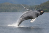 Humpback Whale Breaching In Frederick Sound, Inside Passage, Southeast Alaska, Summer Poster Print by Tom Soucek / Design Pics - Item # VARDPI2112418
