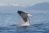 Humpback Whale Breaching In Frederick Sound, Inside Passage, Southeast Alaska, Summer Poster Print by Tom Soucek / Design Pics - Item # VARDPI2112415