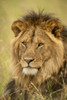 Close-up of male lion (Panthera leo) face in grass, Serengeti National Park; Tanzania Poster Print by Nick Dale / Design Pics - Item # VARDPI12554243