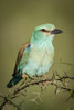 European roller (Coracias garrulus) on thorn branch, Serengeti National Park; Tanzania Poster Print by Nick Dale / Design Pics - Item # VARDPI12554327