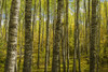 Poplar trees in a forest in autumn, Prince Albert National Park; Saskatchewan, Canada Poster Print by Dave Reede / Design Pics - Item # VARDPI12554120