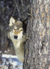 Wolf (Canis lupus) looking from behind tree in winter; Alaska, United States of America Poster Print by Tom Soucek / Design Pics - Item # VARDPI2170351