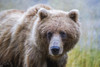 Grizzly bear (Ursus arctos horribilis), Taku River; Atlin, British Columbia, Canada Poster Print by Robert Postma / Design Pics - Item # VARDPI12547698