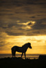 Silhouette of an Icelandic horse walking along the ocean at sunset; Hofsos, Iceland Poster Print by Robert Postma / Design Pics - Item # VARDPI12530937