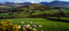 Mourne Mountains, County Down, Ireland, Sheep Near Tullymore Forest Park Poster Print by The Irish Image Collection / Design Pics - Item # VARDPI1812603