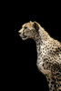 Close-up of female cheetah (Acinonyx jubatus) with black background, Serengeti; Tanzania Poster Print by Nick Dale / Design Pics - Item # VARDPI12556226