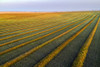 Aerial views of canola harvest lines glowing at sunset; Blackie, Alberta, Canada Poster Print by Michael Interisano / Design Pics - Item # VARDPI12516664