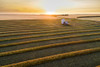 Aerial views of canola harvest lines glowing at sunset; Blackie, Alberta, Canada Poster Print by Michael Interisano / Design Pics - Item # VARDPI12516662