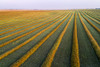 Aerial views of canola harvest lines glowing at sunset; Blackie, Alberta, Canada Poster Print by Michael Interisano / Design Pics - Item # VARDPI12516656
