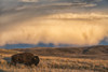 Bison (bison bison) grazing at sunset, Grasslands National Park; Saskatchewan, Canada Poster Print by Robert Postma / Design Pics - Item # VARDPI12512234