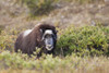 Muskox (Ovibos Moschatus) Standing Amongst Shrubs; Alaska, United States Of America Poster Print by Scott Dickerson / Design Pics - Item # VARDPI12328952