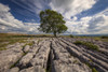 A lone tree growing in limestone in the Yorkshire Dales; Malham, North Yorkshire, England Poster Print by Roger Coan / Design Pics - Item # VARDPI12510413