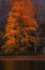 A Tall Sugar Maple Tree Of Vibrant Orange Shines Forth; Wellington, Nova Scotia, Canada Poster Print by Irwin Barrett / Design Pics - Item # VARDPI12327307