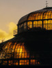 Great Palm House, Irish National Botanic Gardens, Dublin, Co Dublin, Ireland Poster Print by The Irish Image Collection / Design Pics - Item # VARDPI1798319