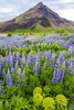 A field of colorful wild lupin flowers in front of a volcanic mountain peak; Iceland Poster Print by Alanna Dumonceaux / Design Pics - Item # VARDPI12531936