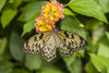 Close-Up Of A Butterfly And Flowers At Butchart Gardens; Victoria, British Columbia, Canada Poster Print by Cathy Hart / Design Pics - Item # VARDPI12327416