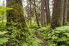 Trail through an old growth forest, Tongass National Forest; Alaska, United States of America Poster Print by John Hyde / Design Pics - Item # VARDPI12549372