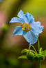 Close-Up Of A Blue Flower Blossoming At Butchart Gardens; Victoria, British Columbia, Canada Poster Print by Cathy Hart / Design Pics - Item # VARDPI12327422