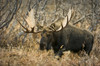 Bull Moose Walking Through Chugach State Park On The Anchorage Hillside In Southcentral Alaska Poster Print by Tom Soucek / Design Pics - Item # VARDPI2170344