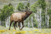 Bull Elk (Cervus canadensis) bugling; Steamboat Springs, Colorado, United States of America Poster Print by Vic Schendel / Design Pics - Item # VARDPI12549267