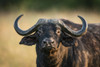 Close-up of Cape buffalo (Syncerus caffer) staring at camera, Serengeti National Park; Tanzania Poster Print by Nick Dale / Design Pics - Item # VARDPI12554234