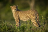 Cheetah cub (Acinonyx jubatus) stands looking back in bushes, Serengeti National Park; Tanzania Poster Print by Nick Dale / Design Pics - Item # VARDPI12554232