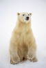 Portrait of a Polar bear (Ursus maritimus) sitting on it's haunches; Churchill, Manitoba, Canada Poster Print by Tom Soucek / Design Pics - Item # VARDPI2170397