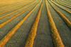 Artist aerial views of canola harvest lines glowing at sunset; Blackie, Alberta, Canada Poster Print by Michael Interisano / Design Pics - Item # VARDPI12516659