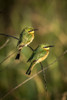 Two little bee-eaters (Merops pusillus) perched on bent branch, Serengeti National Park; Tanzania Poster Print by Nick Dale / Design Pics - Item # VARDPI12554330