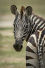 Close-up of Plains zebra (Equus quagga) turning towards camera, Serengeti National Park; Tanzania Poster Print by Nick Dale / Design Pics - Item # VARDPI12554302 Close-up of Plains zebra (Equus quagga) turning towards camera, Serengeti National Park; Tanzania Poster Print by Nick Dale / Design Pics - Item # VARDPI12554302