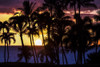 The setting sun through silhouetted palm trees; Wailea, Maui, Hawaii, United States of America Poster Print by Jenna Szerlag / Design Pics - Item # VARDPI12547171