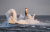 Waves Splashing Against Roker Lighthouse At The End Of A Pier; Sunderland, Tyne And Wear, England Poster Print by John Short / Design Pics - Item # VARDPI12327745 Waves Splashing Against Roker Lighthouse At The End Of A Pier; Sunderland, Tyne And Wear, England Poster Print by John Short / Design Pics - Item # VARDPI12327745