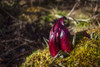 Red Hooded Skunk cabbage (Symplocarpus foetidus) in spruge bog, Digby Neck; Nova Scotia, Canada Poster Print by Mark Jurkovic / Design Pics - Item # VARDPI12556521