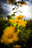 Close-up of blossoming yellow flowers with selective focus in Volcanoes National Park; Rwanda Poster Print by Aaron Von Hagen / Design Pics - Item # VARDPI12514686