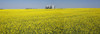 Large metal grain bins in a flowering canola field with blue sky; Beiseker, Alberta, Canada Poster Print by Michael Interisano / Design Pics - Item # VARDPI12510847