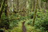 Lush Foliage In A Temperate Rainforest, Cape Scott Provincial Park; British Columbia, Canada Poster Print by Spencer Robertson / Design Pics - Item # VARDPI12329526