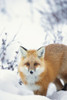 Red fox (vulpes vulpes) in the snow along the shores of the hudson's bay;Churchill manitoba canada Poster Print by Robert Postma / Design Pics - Item # VARDPI2321045