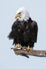 Adult Bald eagle (Haliaeetus leucocephalus) perched on a branch; Alaska, United States of America Poster Print by Ernest Manewal / Design Pics - Item # VARDPI12537825