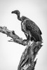 Monochrome white-backed vulture (Gyps africanus) on dead tree stump, Tarangire National Park; Tanzania Poster Print by Nick Dale / Design Pics - Item # VARDPI12519103
