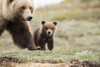 Grizzly Cub With Mother Near The Park Road In Spring, Denali National Park, Interior Alaska, USA Poster Print by Doug Lindstrand / Design Pics - Item # VARDPI12317307