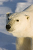 Close-up portrait of an adult Polar bear (Ursus maritimus) in the sunlight; Churchill, Manitoba, Canada Poster Print by Tom Soucek / Design Pics - Item # VARDPI2123748