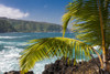 Maui's lush East side cliffs along the road to Hana; Keanae, Maui, Hawaii, United States of America Poster Print by Jenna Szerlag / Design Pics - Item # VARDPI12512263